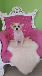 Yorkshire-Jack Russel- Mix  