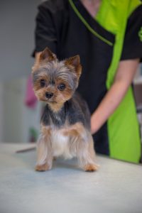 Hundehaare schneiden  